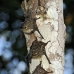 bat_longnosed_la_v_0486_ecu1208.jpg